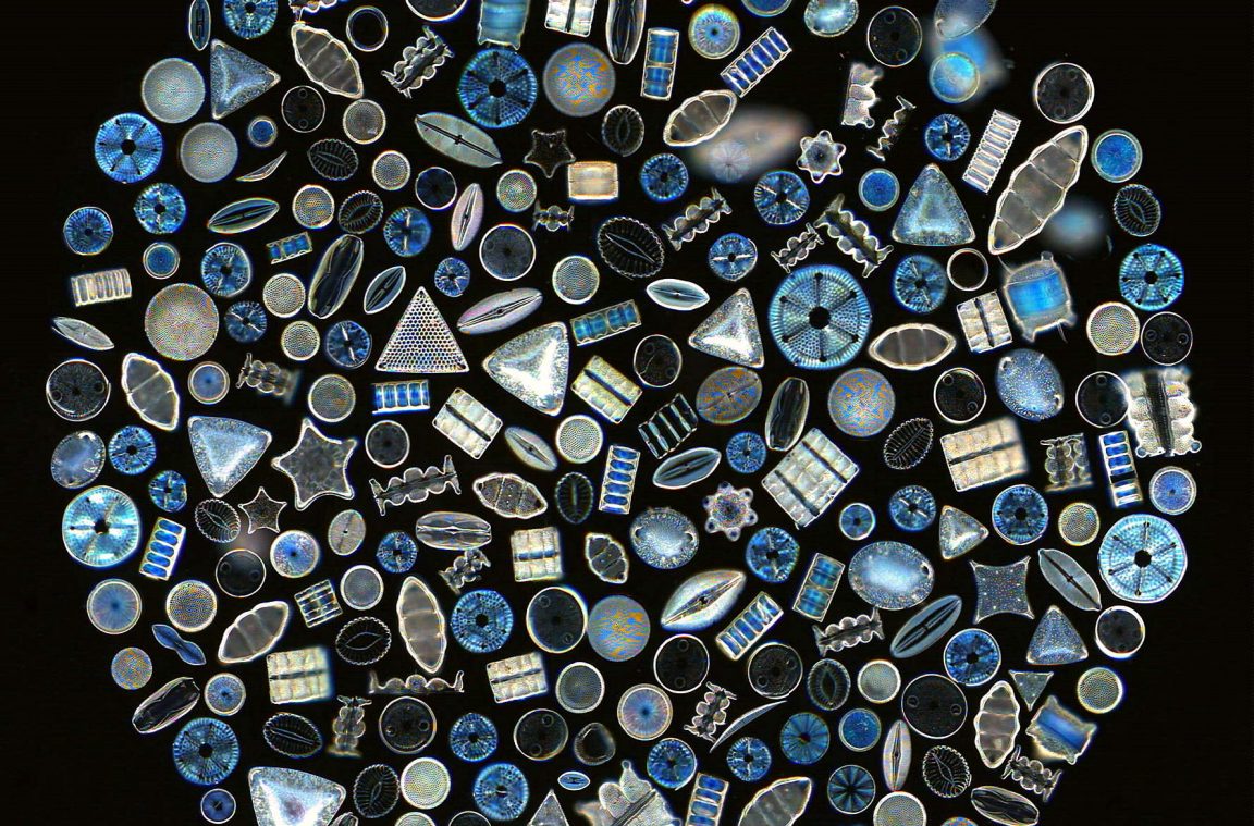 Descubre a las diatomeas microscópicas como el plancton e hipnotizantes como un mandala hindú